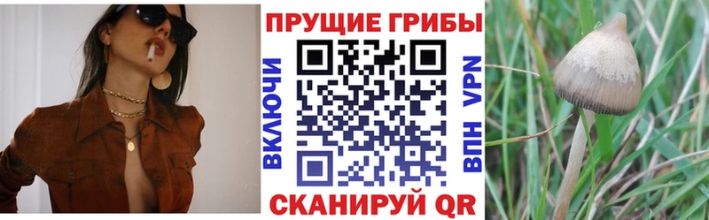 наркошоп  Заинск  это какой сайт  Галлюциногенные грибы Psilocybine cubensis 